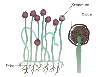 https://www.yaklass.ru/p/biologia/5-klass/izuchaem-tcarstvo-griby-14965/otlichitelnye-priznaki-i-znachenie-gribov-14746/re-96f8bd0c-b763-4de2-a88a-661710fd8e53